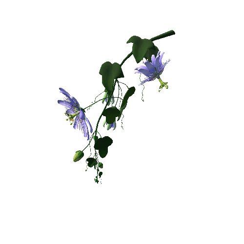 Flower Passifloraceae3